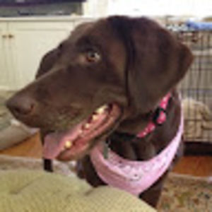 Meet your Posher, Abby